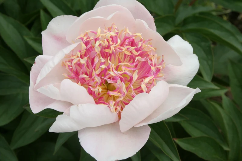 Paeonia lactiflora 'Do Tell' (Staudenpfingstrose)