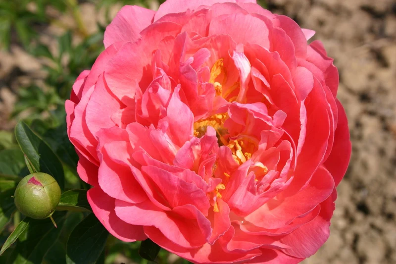 Paeonia lactiflora 'Coral Sunset' (Staudenpfingstrose)
