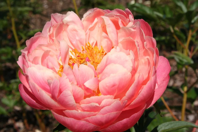 Paeonia lactiflora 'Coral Charm' (Staudenpfingstrose)