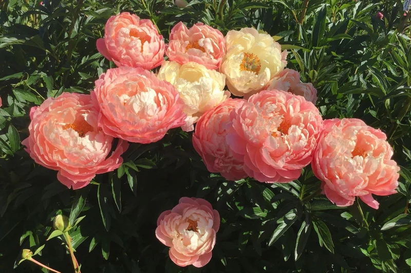 Paeonia lactiflora 'Coral Charm' (Staudenpfingstrose)