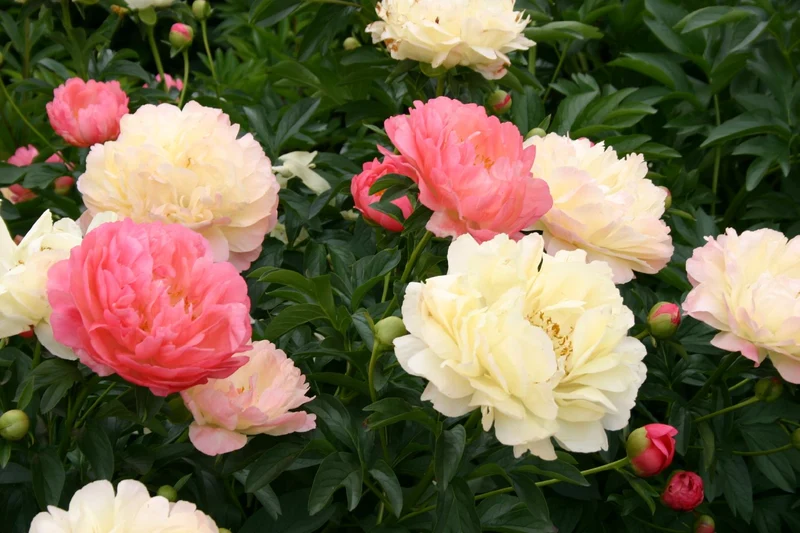 Paeonia lactiflora 'Coral Charm' (Staudenpfingstrose)