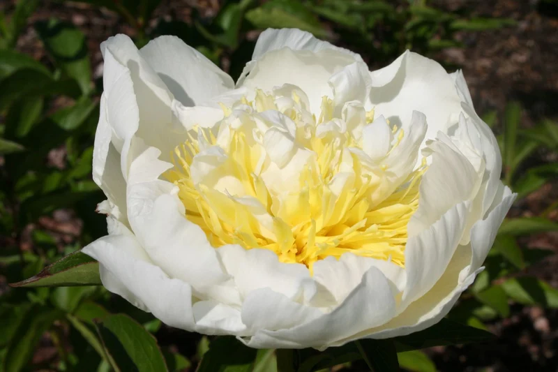 Paeonia lactiflora 'Cheddar Gold' (Staudenpfingstrose)