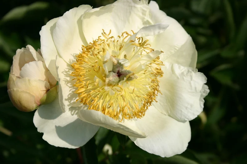Paeonia lactiflora 'Clair de Lune' (Staudenpfingstrose)