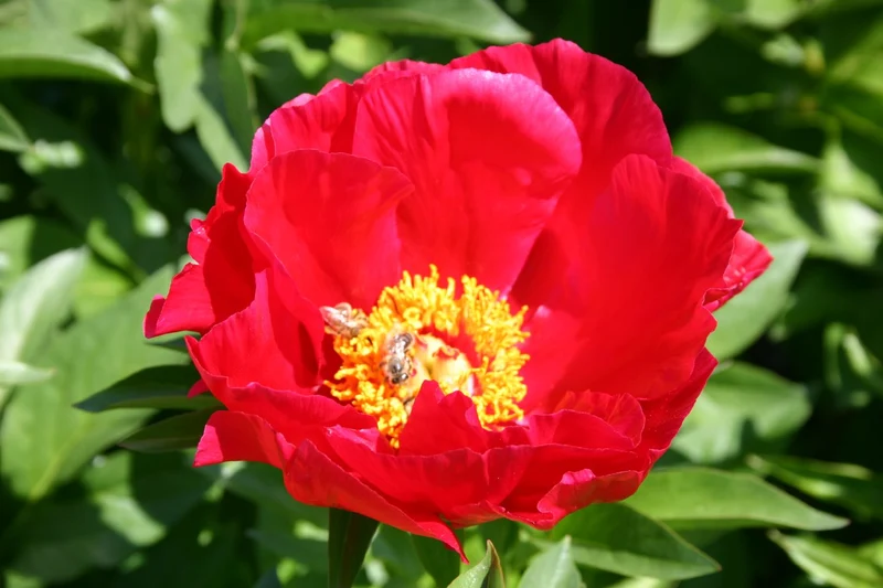 Paeonia lactiflora 'Carina' (Staudenpfingstrose)