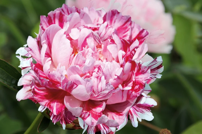 Paeonia lactiflora 'Candy Stripe' (Edelpfingstrose)