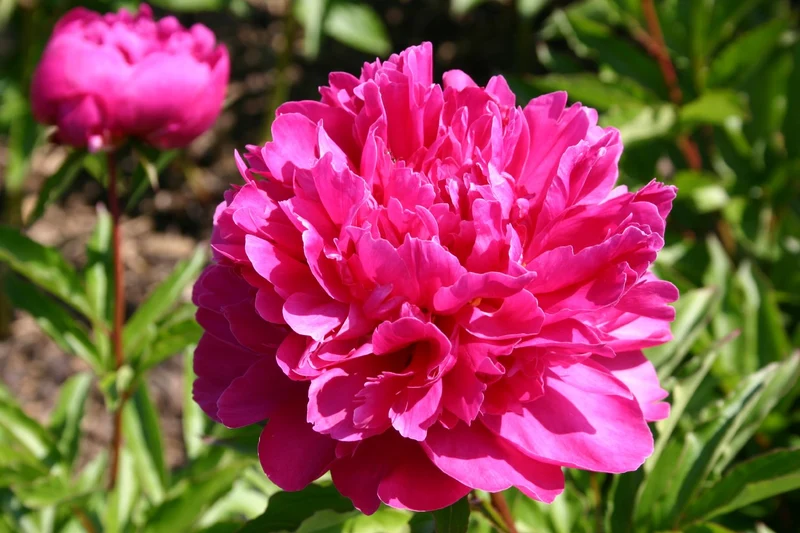 Paeonia lactiflora 'Bunker Hill' (Staudenpfingstrose)