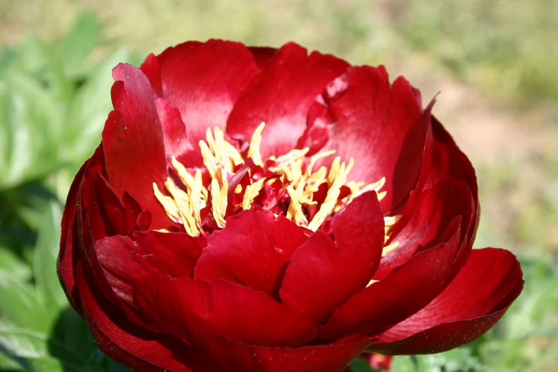 Paeonia lactiflora 'Buckeye Belle' (Staudenpfingstrose)