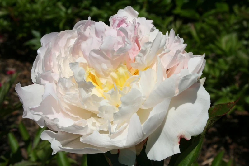 Paeonia lactiflora 'Blush Queen' (Staudenpfingstrose)