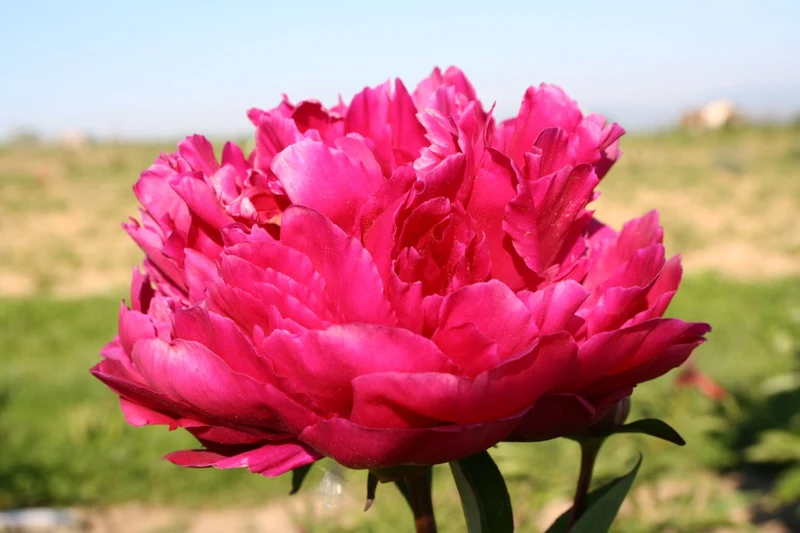 Paeonia lactiflora 'Big Ben' (Staudenpfingstrose)