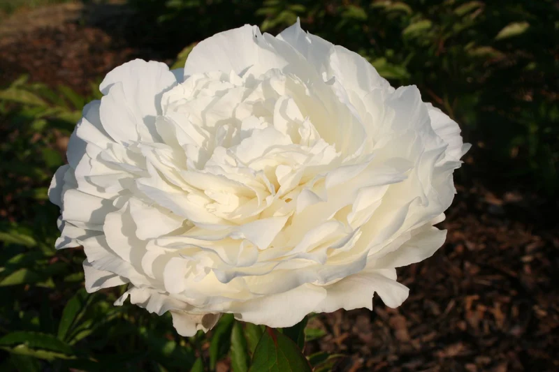 Paeonia lactiflora 'Ann Cousins' (Staudenpfingstrose)