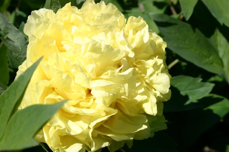 Paeonia Itoh-Hybride 'Yellow Crown' (Intersektionelle Pfingstrose)