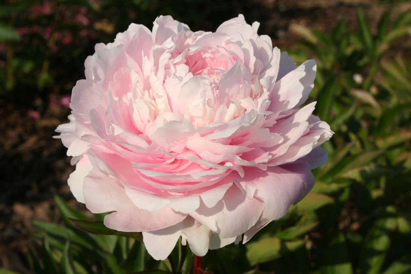 Paeonia lactiflora 'Albert Crousse' (Staudenpfingstrose)