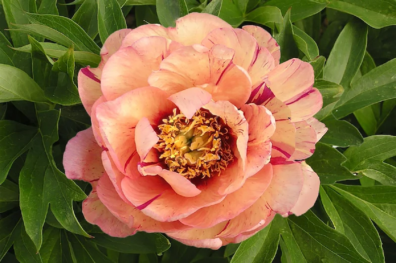 Paeonia Itoh-Hybride 'Callie's Memory' (Intersektionelle Pfingstrose)