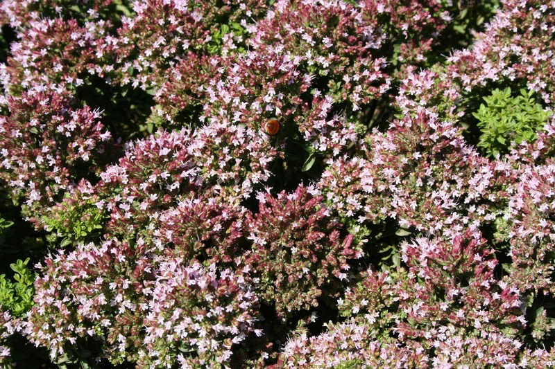 Origanum vulgare 'Compactum' (Garten-Dost)