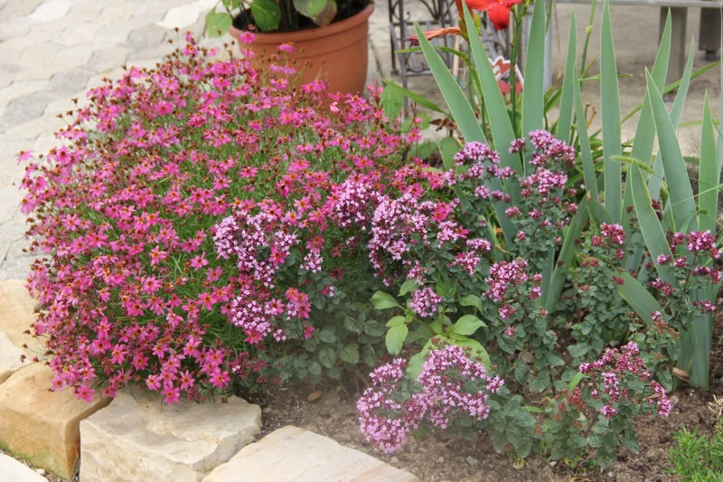 Origanum laevigatum 'Herrenhausen' (Blumen-Dost)