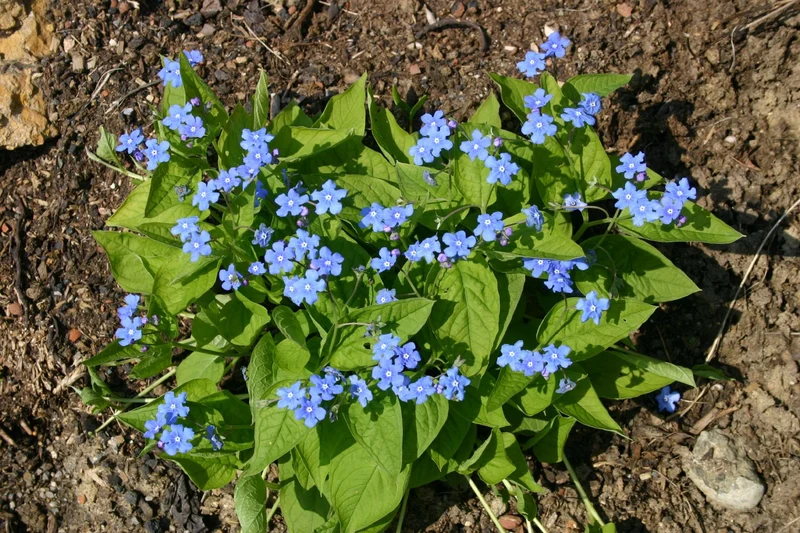 Omphalodes verna (Frühlings-Gedenkemein)
