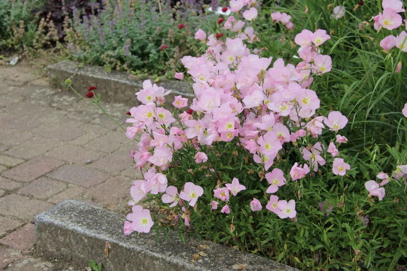 Oenothera speciosa 'Siskiyou' (Nachtkerze)