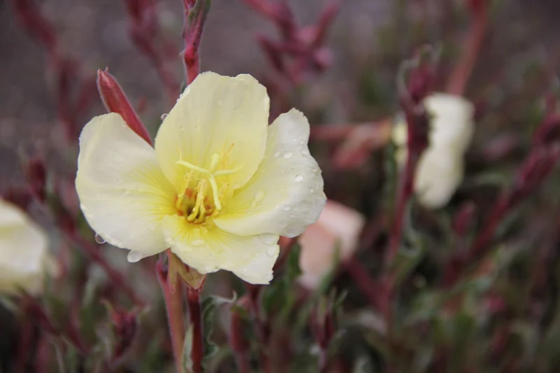 Oenothera odorata (Duftende Nachtkerze)