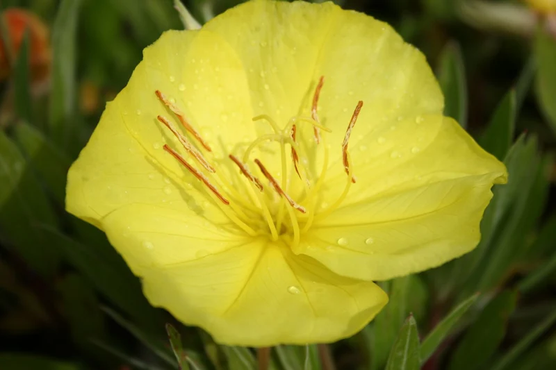 Oenothera macrocarpa (= missouriensis) (Missouri-Nachtkerze)