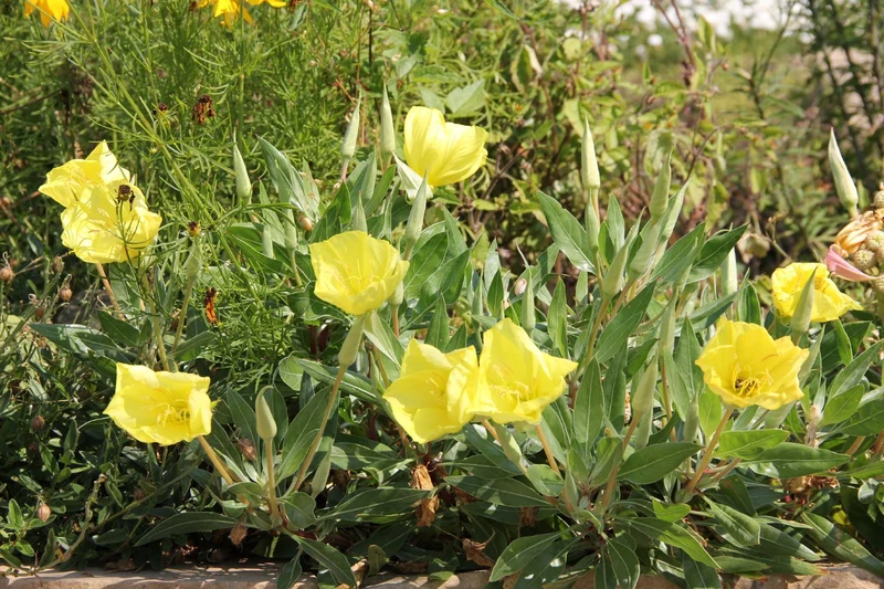 Oenothera macrocarpa (= missouriensis) (Missouri-Nachtkerze)