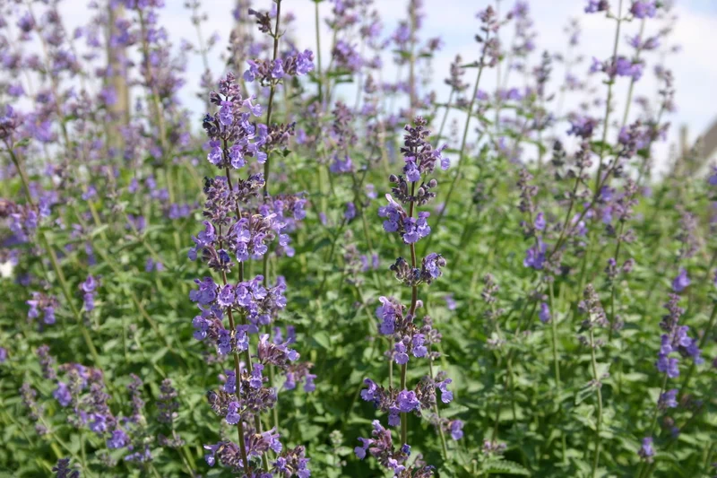 Nepeta x faassenii 'Walkers Low' (Traubige Katzenminze)