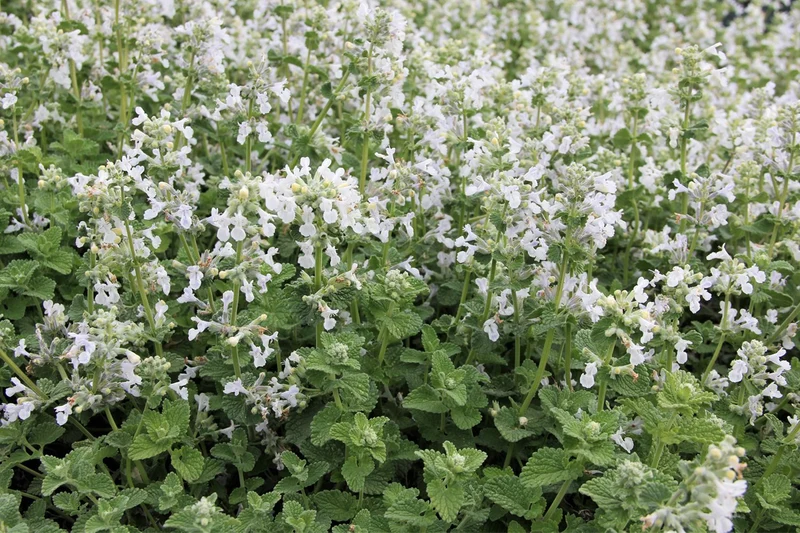 Nepeta x faassenii 'Snowflake' (Katzenminze)