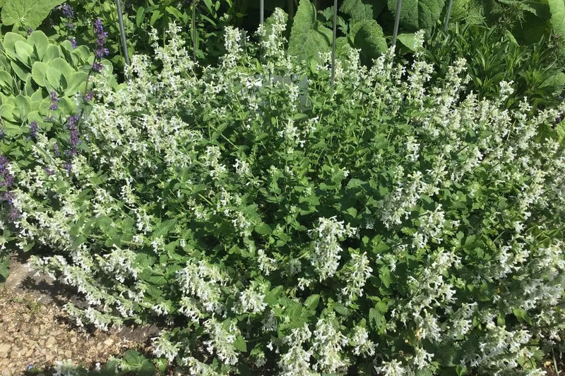 Nepeta x faassenii 'Snowflake' (Katzenminze)