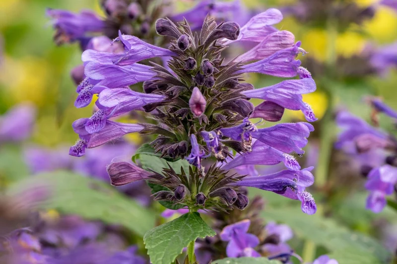 Nepeta 'Weinheim Big Blue' (Katzenminze)