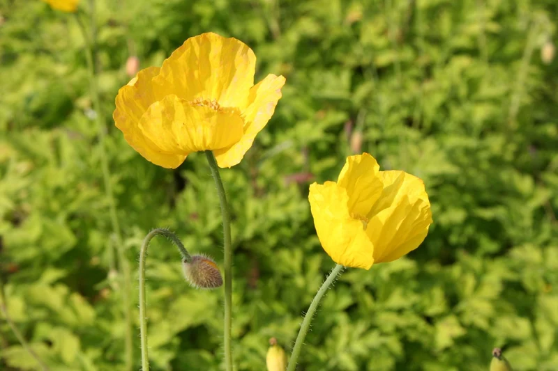Meconopsis cambrica (Kambrischer Scheinmohn)