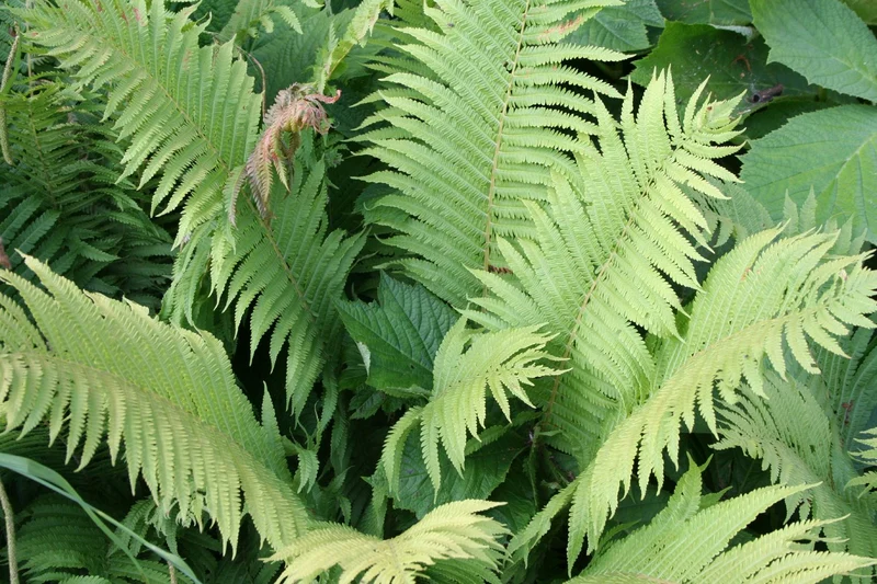 Matteuccia struthiopteris (Europäischer Straußenfarn)