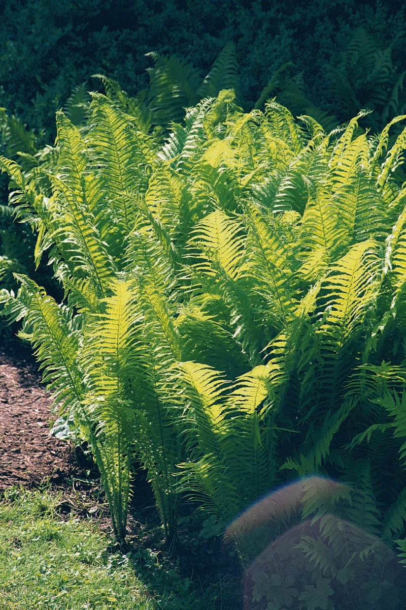 Matteuccia struthiopteris (Europäischer Straußenfarn)