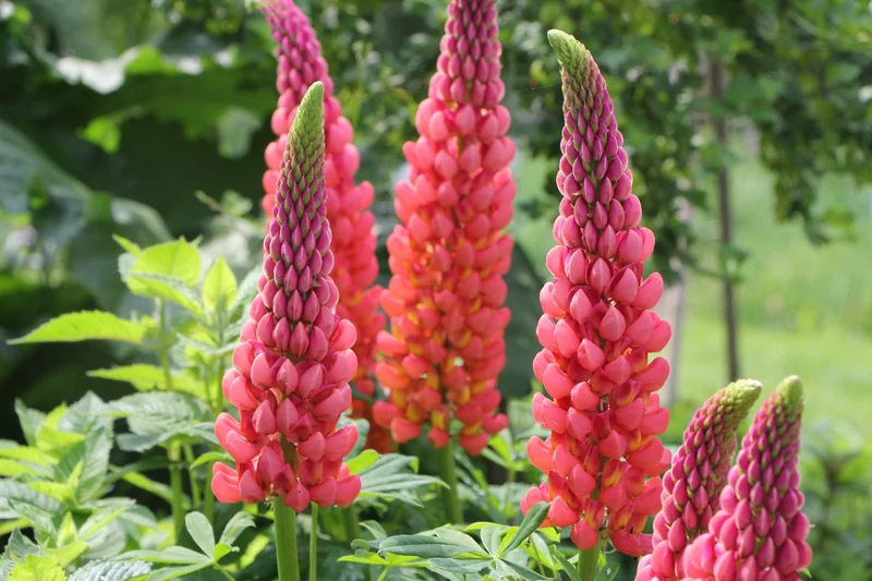 Lupinus polyphyllus 'Towering Inferno' ® (Westcountry-Serie Lupine)
