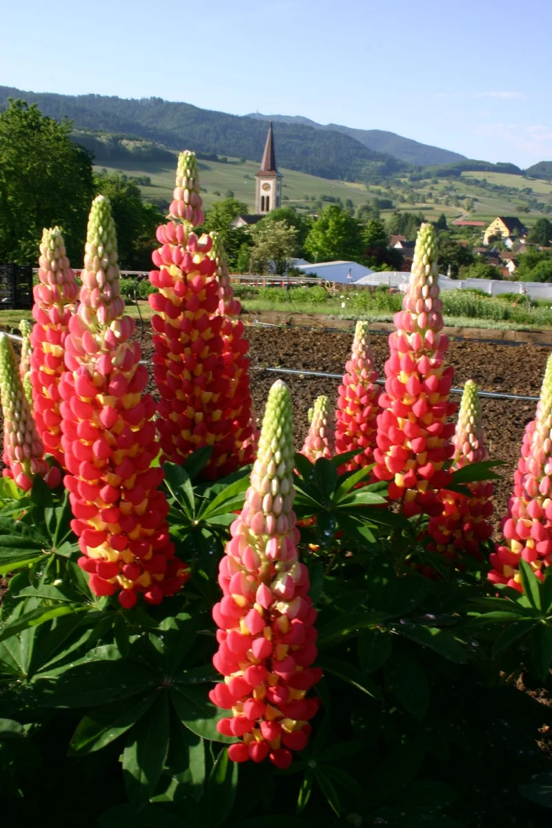 Lupinus polyphyllus 'Tequila Flame' ® (Westcountry-Serie Lupine)