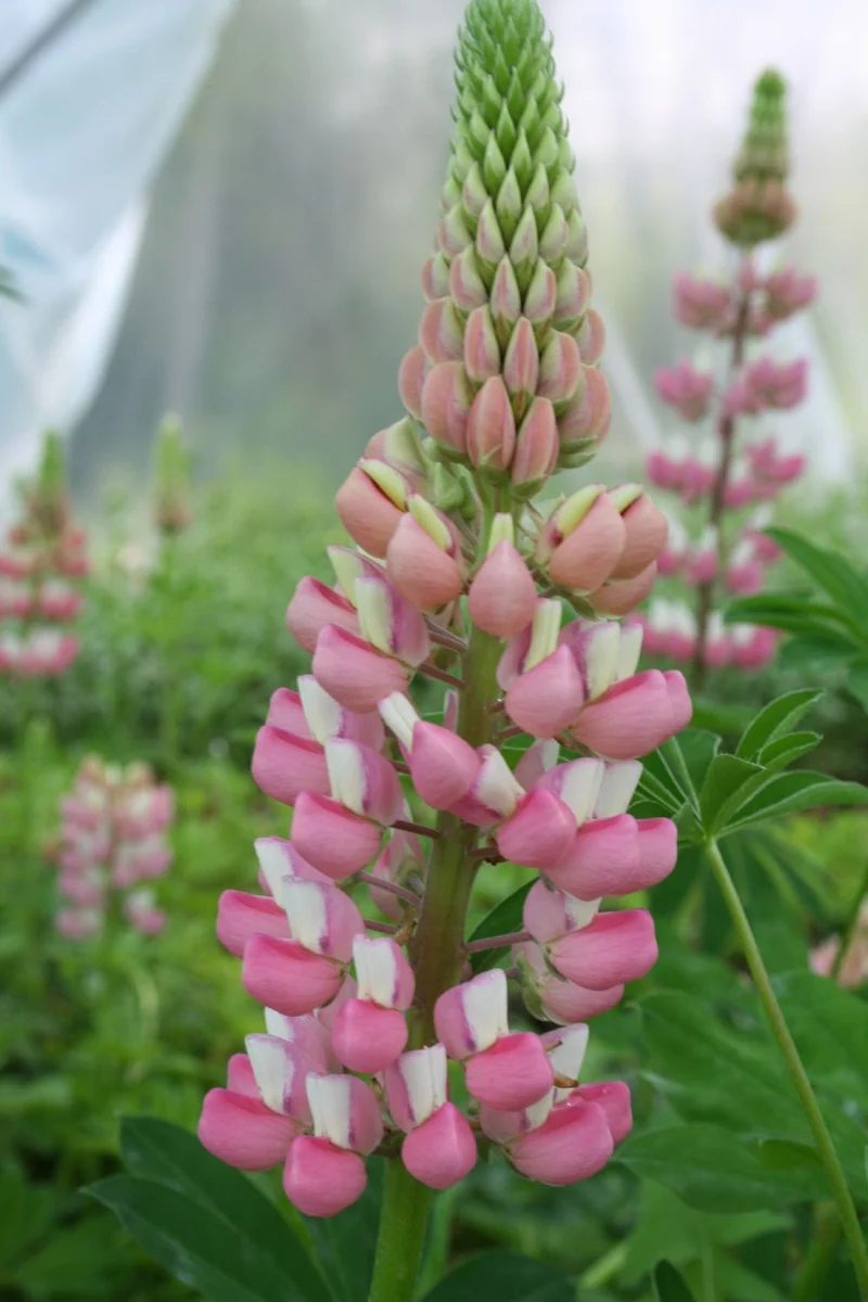 Lupinus polyphyllus 'Schlossfrau' (Garten-Lupine)