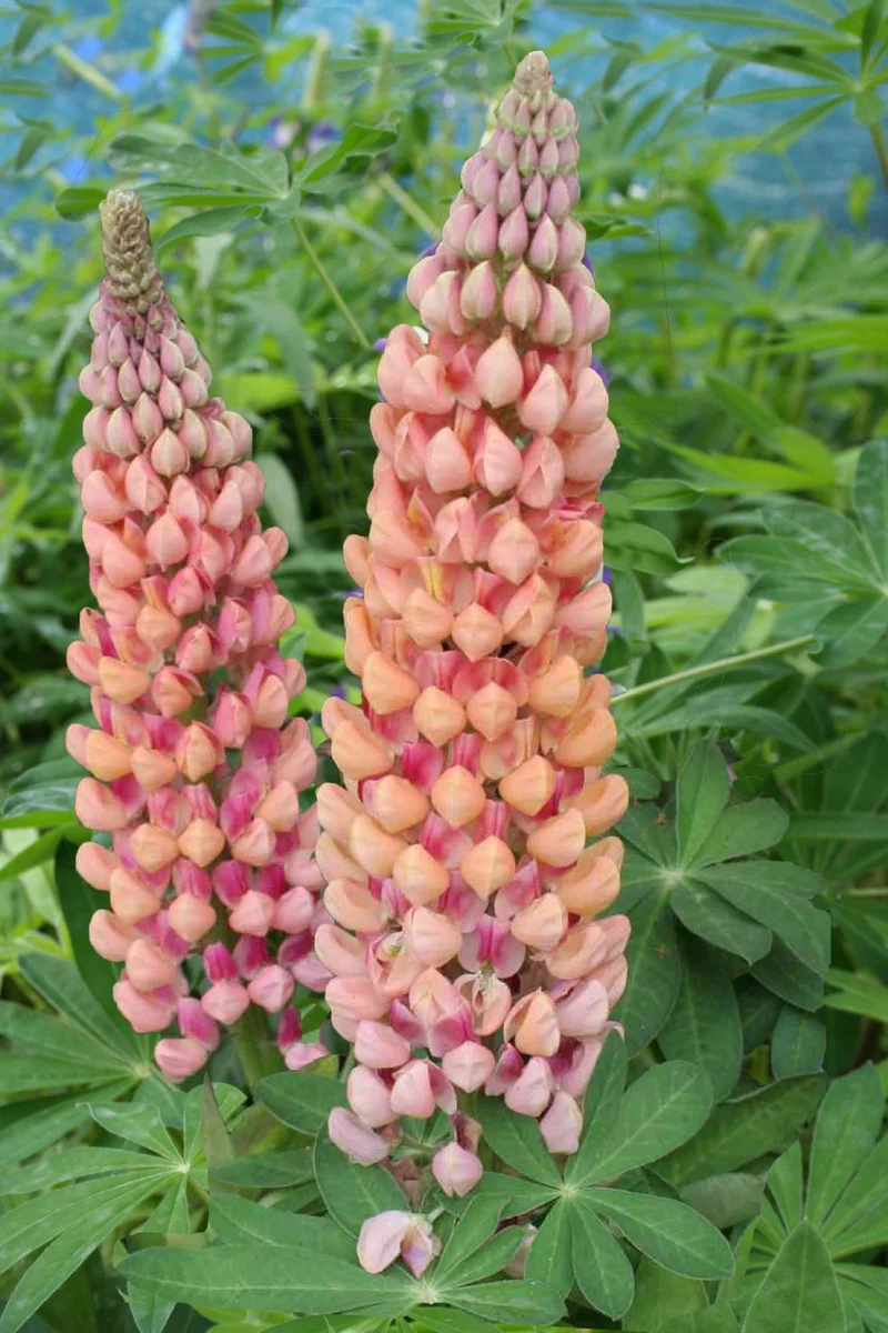 Lupinus polyphyllus 'Salmon Star' ® (Westcountry-Serie Lupine)