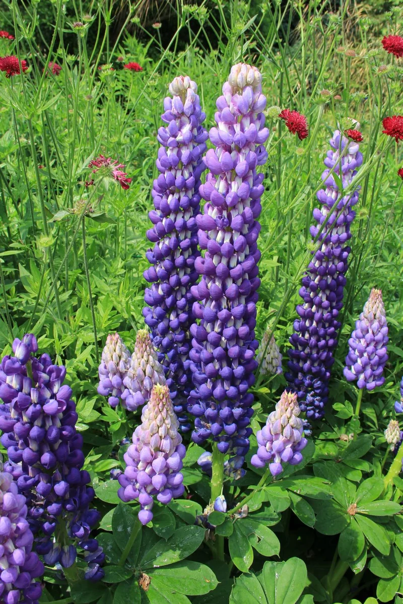 Lupinus polyphyllus 'Persian Slipper' ® (Westcountry-Serie Lupine)