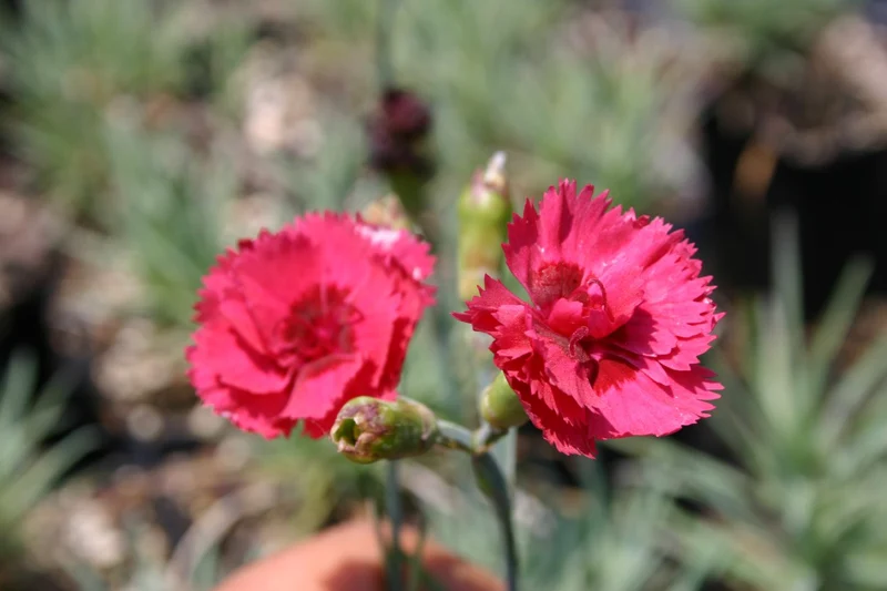 Dianthus plumarius 'Munot' (Federnelke)