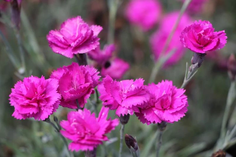 Dianthus plumarius 'Warden Hybrid' (Garten-Feder-Nelke)