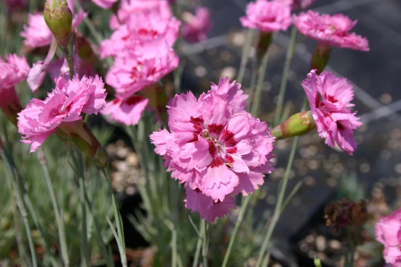 Dianthus plumarius 'Maggie' (Federnelke)