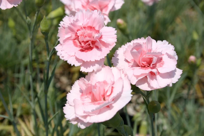 Dianthus plumarius 'Doris' (Garten-Feder-Nelke)