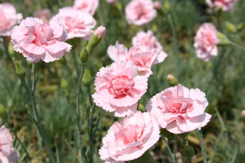 Dianthus plumarius 'Doris' (Garten-Feder-Nelke)