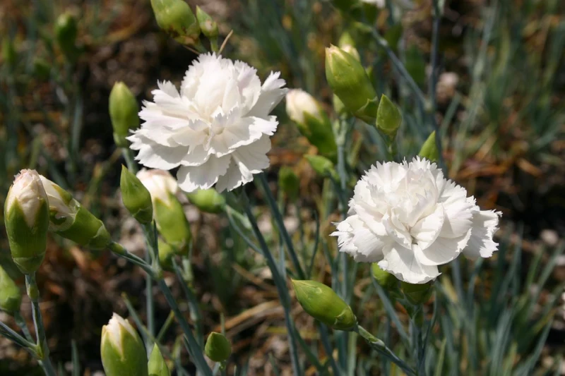 Dianthus plumarius 'Alba Plena' (Federnelke)