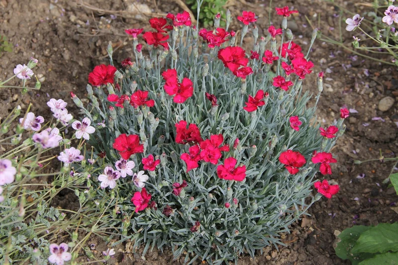 Dianthus gratianopolitanus 'Rubin' (Pfingstnelke)