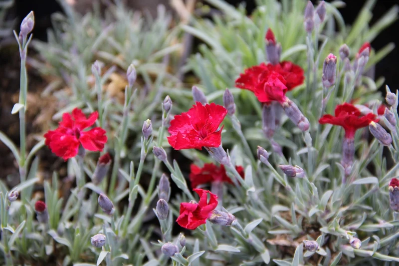 Dianthus gratianopolitanus 'Rubin' (Pfingstnelke)