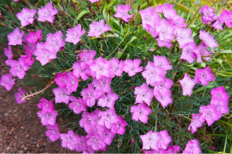 Dianthus gratianopolitanus 'Eydangeri' (Pfingst-Nelke)