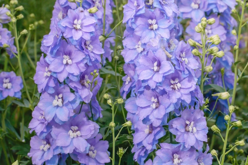 Delphinium x elatum Delgenius® 'Shelby' (Rittersporn)