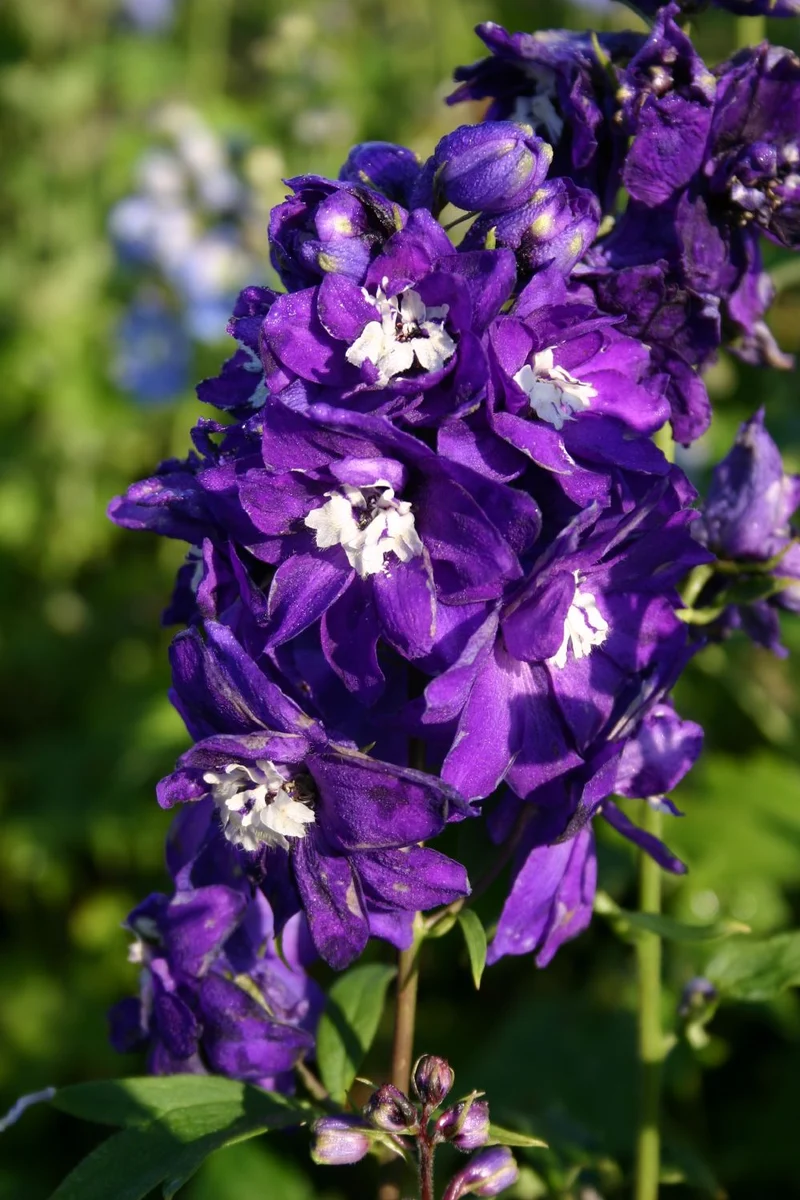 Delphinium New Millenium 'Purple Passion' (Rittersporn)