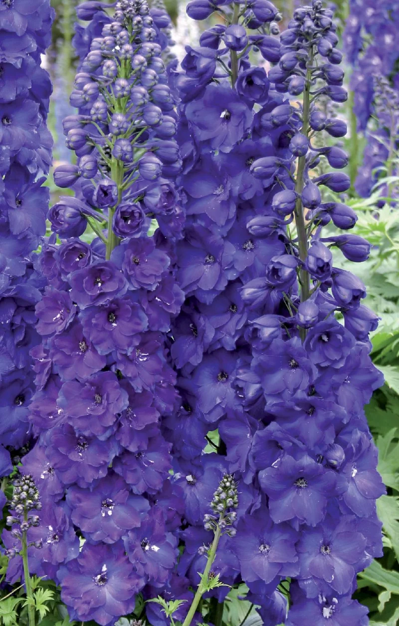 Delphinium New Millenium 'Pagan Purples' (Rittersporn)
