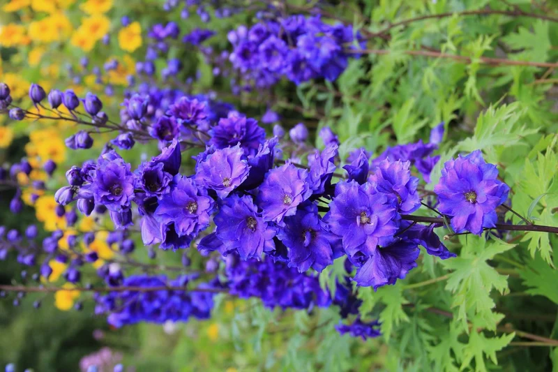 Delphinium New Millenium 'Pagan Purples' (Rittersporn)