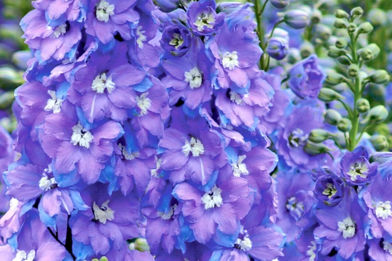 Delphinium New Millenium 'Morning Lights' (Rittersporn)